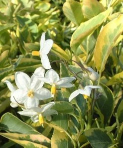 Roots Plants Solanum Jasminoides 'Album Variegatum' | On A 90cm Cane In A 3L Pot