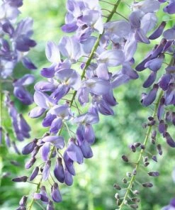 Roots Plants Wisteria Sinensis'Blue Sapphire' | On A 90cm Cane In A 3L Pot