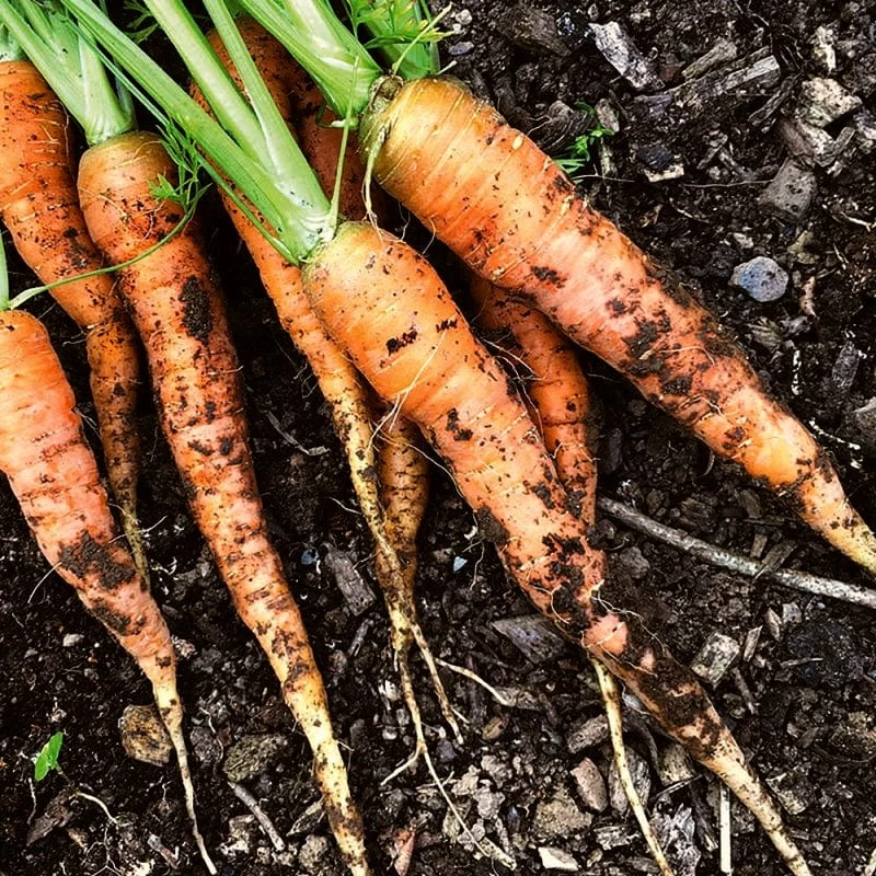 Roots Plants 10 Organic 'Early Nantes' Carrots Plants Root Vegetables 3 Roots Plants 10 Organic 'Early Nantes' Carrots Plants Root Vegetables