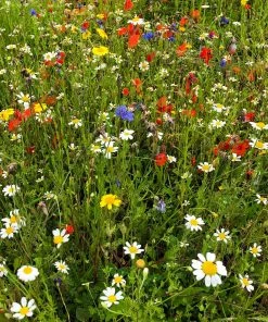 Roots Plants 100 Wildflower Meadow Plug Plants Perennials