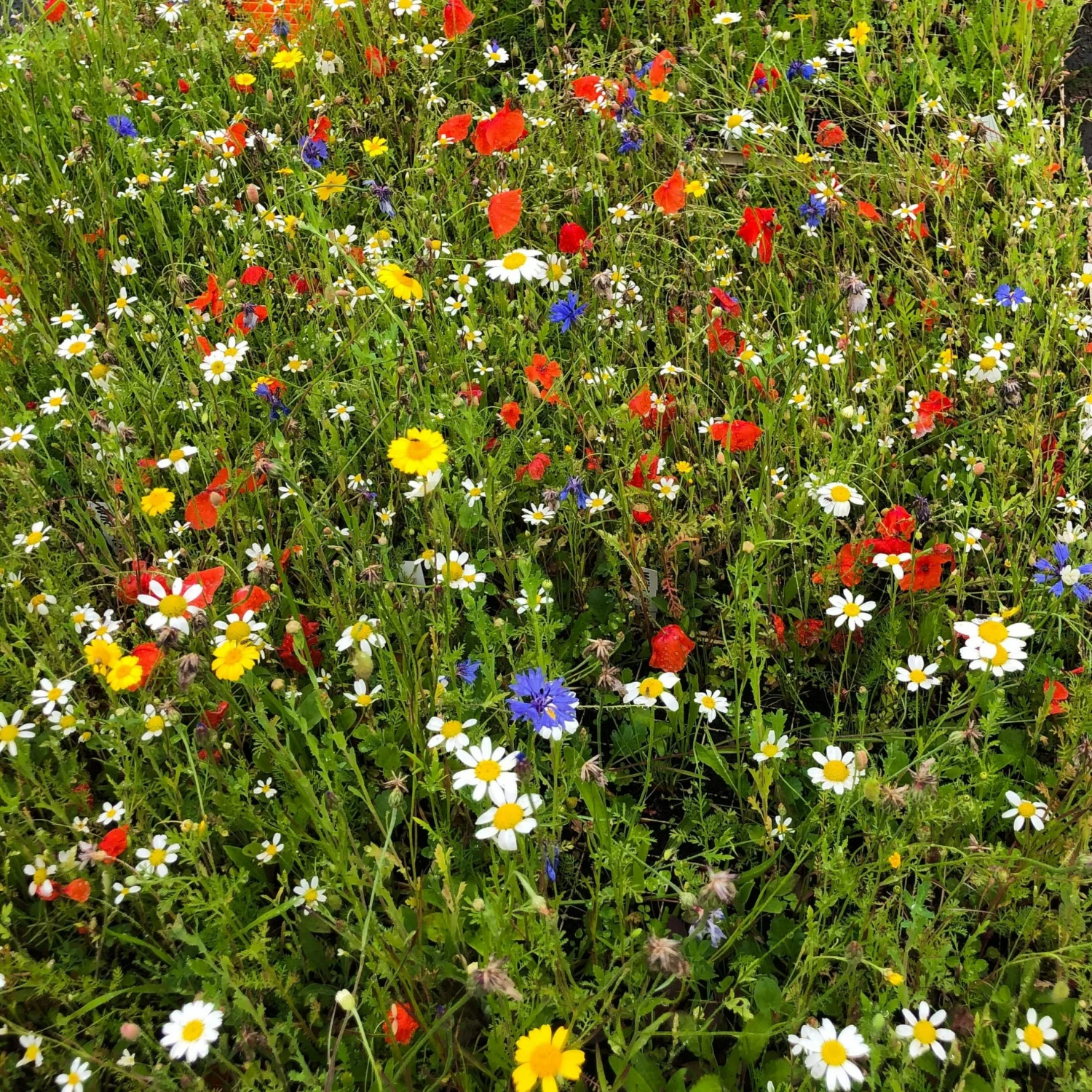 Roots Plants 100 Wildflower Meadow Plug Plants Perennials 5 Roots Plants 100 Wildflower Meadow Plug Plants Perennials