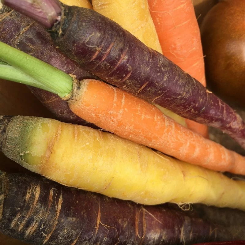Roots Plants 10 Organic Colourful Carrot Plants Root Vegetables 8 Roots Plants 10 Organic Colourful Carrot Plants Root Vegetables