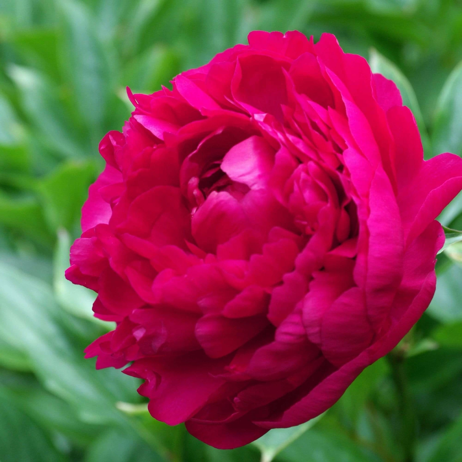Roots Plants Peony 'Felix Crousse' | 3L Pot 3 Roots Plants Peony 'Felix Crousse' | 3L Pot