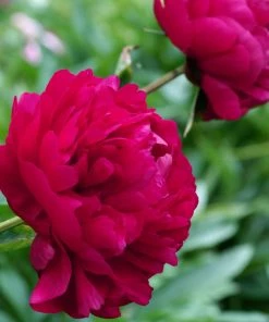Roots Plants Peony 'Felix Crousse' | 3L Pot 7 Roots Plants Peony 'Felix Crousse' | 3L Pot