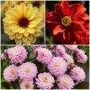 Roots Plants 6 Dahlia Temptation Collection 1L Pot Dahlias 2 Roots Plants 6 Dahlia Temptation Collection 1L Pot Dahlias