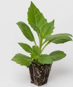 Roots Plants Dahlia Dalina Maxi 'Salinas' Jumbo Plug Plants 11 Roots Plants Dahlia Dalina Maxi 'Salinas' Jumbo Plug Plants