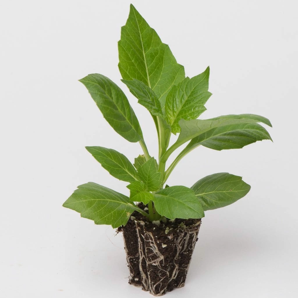 Roots Plants Dahlia Dalina Maxi 'Salinas' Jumbo Plug Plants 7 Roots Plants Dahlia Dalina Maxi 'Salinas' Jumbo Plug Plants