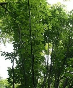 Roots Plants Viper Acer Tree | Acer Davidii | Snake Bark Maple