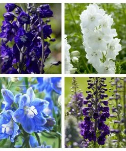 Roots Plants 9 Delphinium Camelot Collection 10.5cm Pot
