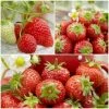 Roots Plants All Season Strawberry Plants Collection | 3x 10cm Pots Fruits 1 Roots Plants All Season Strawberry Plants Collection | 3x 10cm Pots Fruits