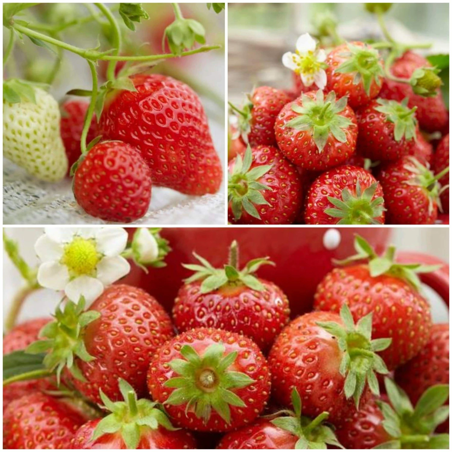 Roots Plants All Season Strawberry Plants Collection | 3x 10cm Pots Fruits 3 Roots Plants All Season Strawberry Plants Collection | 3x 10cm Pots Fruits