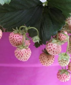 Roots Plants Pineberry Strawberry Plants Fruits 7 Roots Plants Pineberry Strawberry Plants Fruits