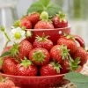 Roots Plants Florence Strawberry Plants Fruits 2 Roots Plants Florence Strawberry Plants Fruits
