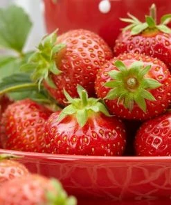 Roots Plants All Season Strawberry Plants Collection | 3x 10cm Pots Fruits