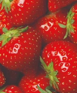 Roots Plants All Season Strawberry Plants Collection | 3x 10cm Pots Fruits 7 Roots Plants All Season Strawberry Plants Collection | 3x 10cm Pots Fruits