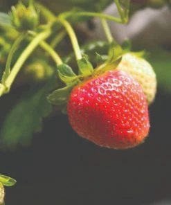 Roots Plants Cambridge Favourite Strawberry Plants 7 Roots Plants Cambridge Favourite Strawberry Plants
