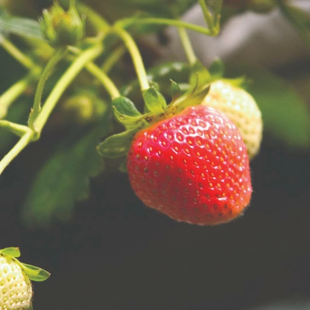 Roots Plants Cambridge Favourite Strawberry Plants 5 Roots Plants Cambridge Favourite Strawberry Plants