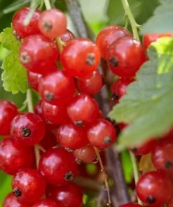 Roots Plants Rovada Redcurrant Bush Fruits 7 Roots Plants Rovada Redcurrant Bush Fruits