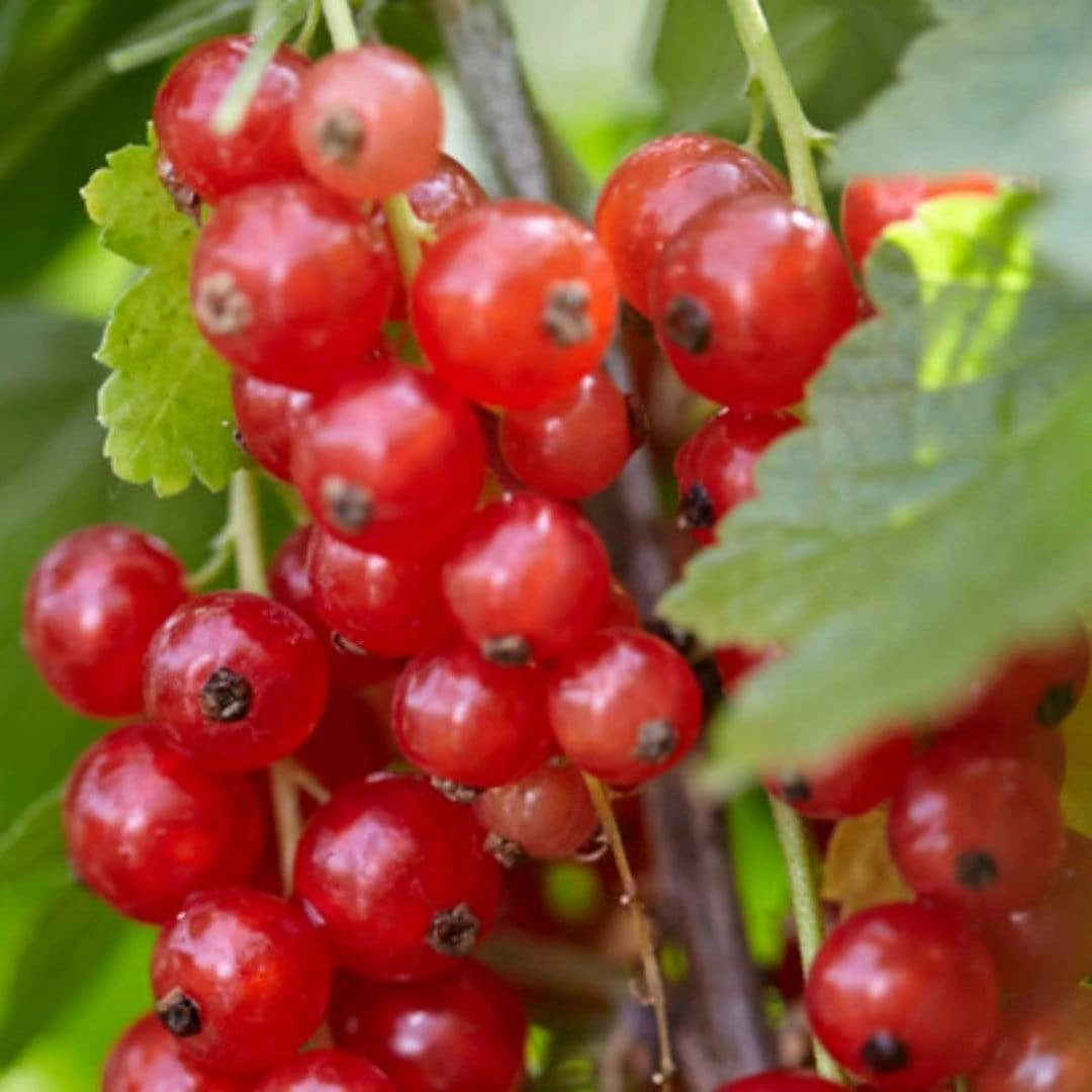Roots Plants Rovada Redcurrant Bush Fruits 5 Roots Plants Rovada Redcurrant Bush Fruits