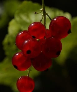 Roots Plants Rovada Redcurrant Bush Fruits