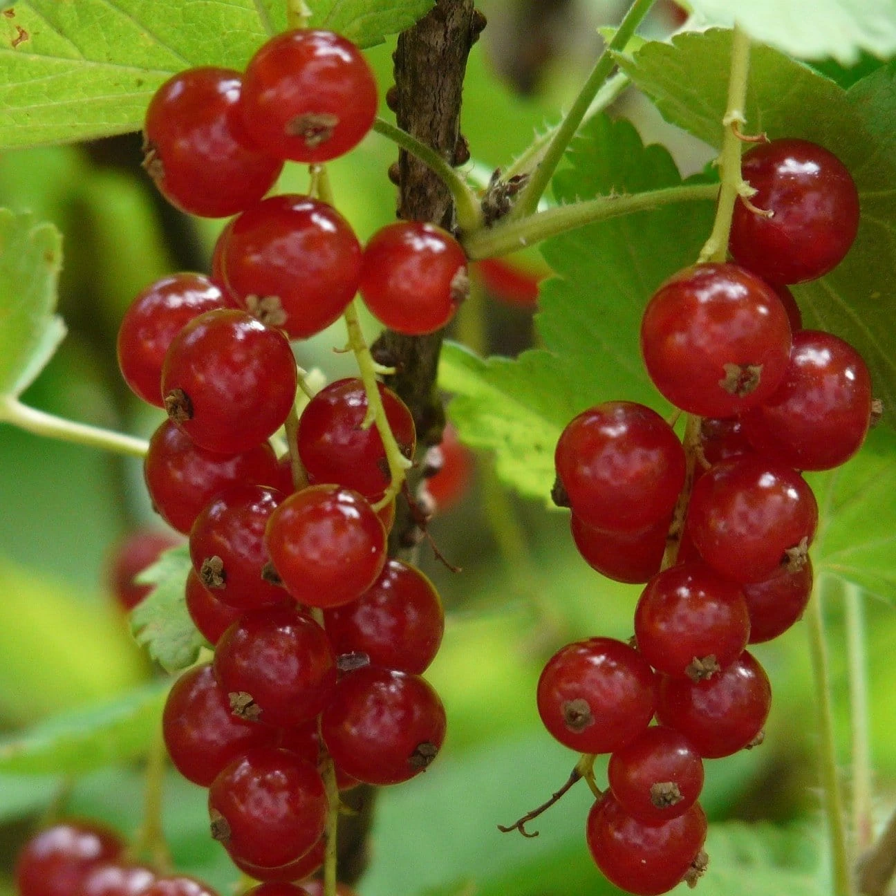 Roots Plants Rovada Redcurrant Bush Fruits 3 Roots Plants Rovada Redcurrant Bush Fruits
