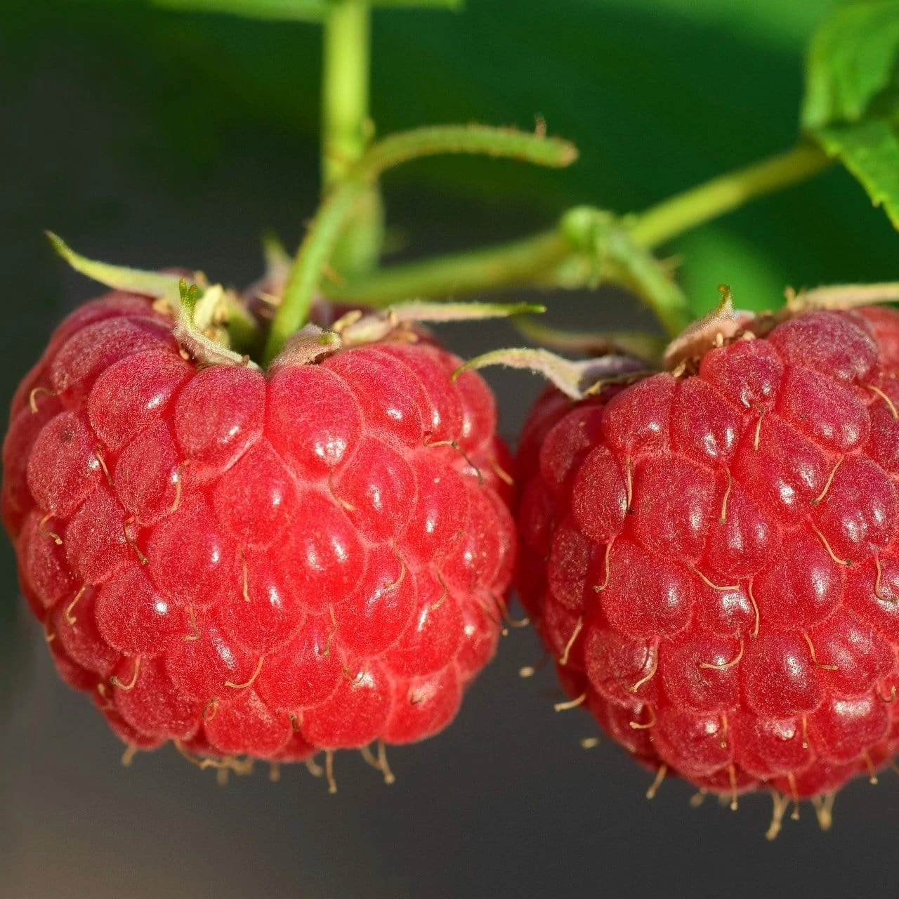 Roots Plants Malling Leo Raspberry Plants 3 Roots Plants Malling Leo Raspberry Plants