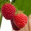 Roots Plants Fruits Malling Admiral Raspberry Plants
