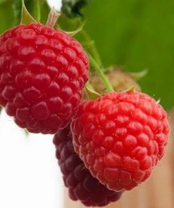 Roots Plants All Season Raspberry Plants Collection | 3x 3L Pots Fruits