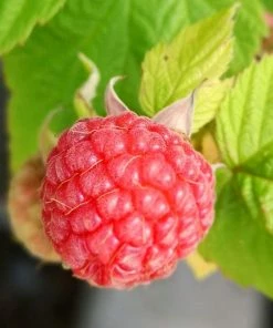 Roots Plants 15 Bestselling Raspberry Canes | Glen Ample, Polka & Autumn Bliss Fruits