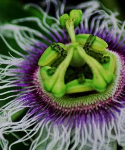 Roots Plants Passion Fruit Plant | Passiflora Edulis