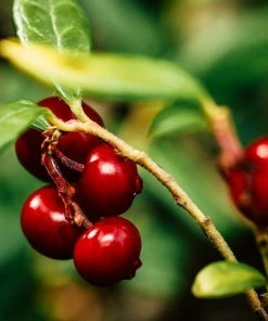 Roots Plants Red Pearl Lingonberry Plants