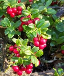 Roots Plants Red Pearl Lingonberry Plants