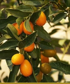 Roots Plants Fruits 90cm Kumquat Tree | Grafted Mini-Stem