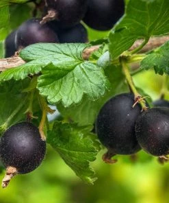 Roots Plants Fruits Jostaberry Plant