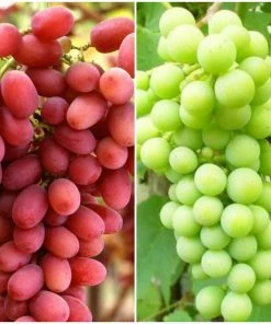 Roots Plants Seedless Outdoor Grape Collection | 'Crimson' & 'Superior' Seedless | 90cm Grape Vines In 3L Pots Fruits