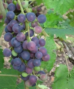 Roots Plants 90cm'Muscat Blue' Grape Vine | 3L Pot Fruits