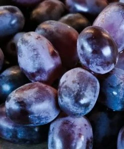 Roots Plants 90cm 'Muscat Blue' Grape Vine | 3L Pot Fruits 6 Roots Plants 90cm 'Muscat Blue' Grape Vine | 3L Pot Fruits