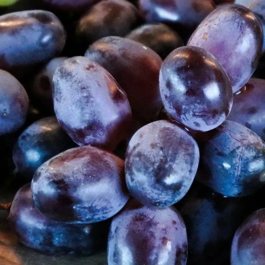 Roots Plants 90cm 'Muscat Blue' Grape Vine | 3L Pot Fruits 4 Roots Plants 90cm 'Muscat Blue' Grape Vine | 3L Pot Fruits