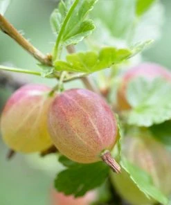 Roots Plants Complete Gooseberry Collection | Red, White & Green