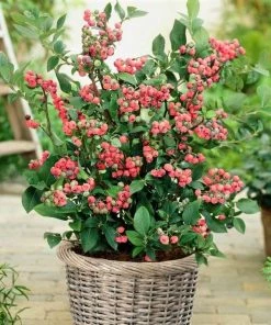 Roots Plants Unusual Berry Collection | 3x 3L Pots Fruits