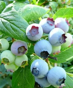 Roots Plants Bluecrop Blueberry Bush