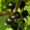 Roots Plants Fruits Big Ben Blackcurrant Bush 2 Roots Plants Fruits Big Ben Blackcurrant Bush
