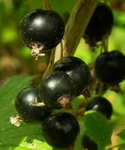 Roots Plants Fruits Big Ben Blackcurrant Bush