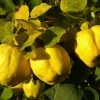 Roots Plants Fruits Vranja Quince Tree 1 Roots Plants Fruits Vranja Quince Tree