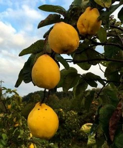Roots Plants Champion Quince Tree