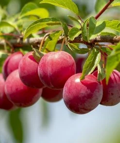Roots Plants Mini Orchard Collection | Apple, Cherry & Plum Fruits