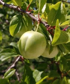 Roots Plants Old Greengage Plum Tree Fruits