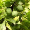 Roots Plants Old Greengage Plum Tree Fruits