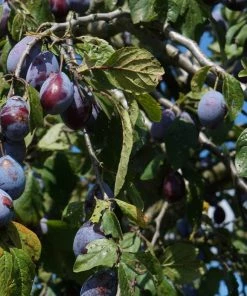 Roots Plants Merryweather Damson Tree Fruits