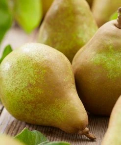 Roots Plants Fruits Doyenné Du Comice Pear Tree